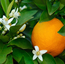 Azahar (Neroli) Azahar (Neroli)