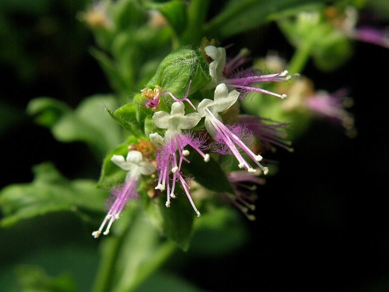 Pachuli Pachuli